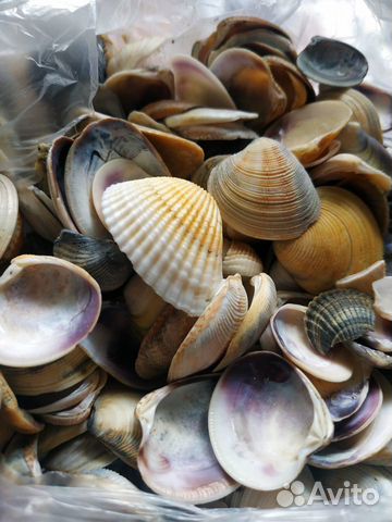 Ракушки черноморские