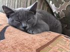 Котёнок породы Русская голубая объявление продам