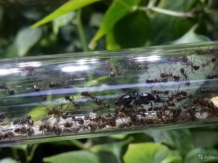 Муравьиная ферма