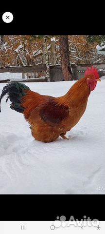 Петухи породные племенные кучинка, маран, легбар