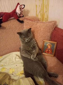 Британский кот вязка