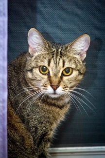 Чудесная кошка Алиса ищет хозяев, в дар