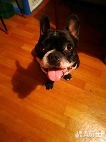 Передержка домашних животных/зоогостиница