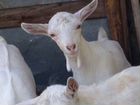 Продам стадо или по отдельности коз, племиных козл