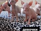 Котята породы «Донской сфинкс» объявление продам