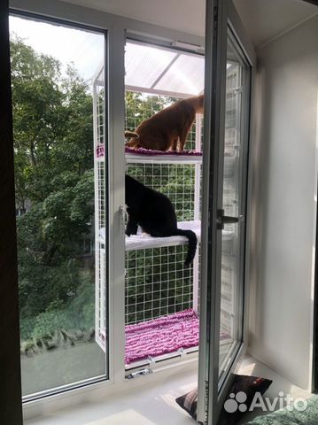 Передержка для кошек