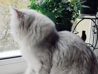 Кот на вязку Перс classic с достойной родословной объявление продам