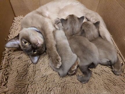 Бурманские котята от родителей чемпионов
