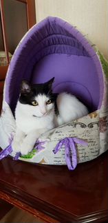 Котик 1,5 года в добрые руки