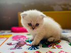 Британские котята, мраморного цвета объявление продам