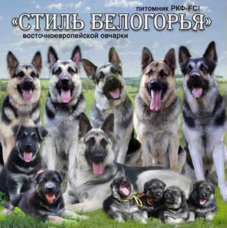Щенки вео из питомника
