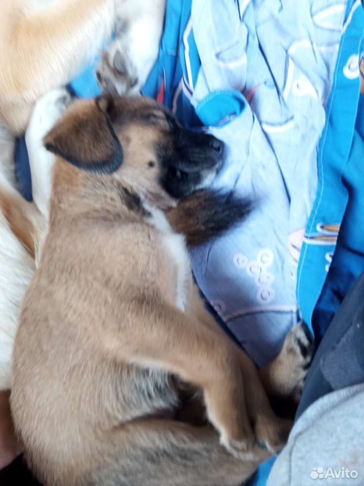Щенок