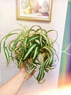 Хлорофитум бонни