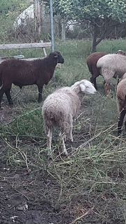 Овцы бараны ягнята оптом и в розницу - фотография № 3