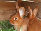 Кролики новозеладские красные объявление продам