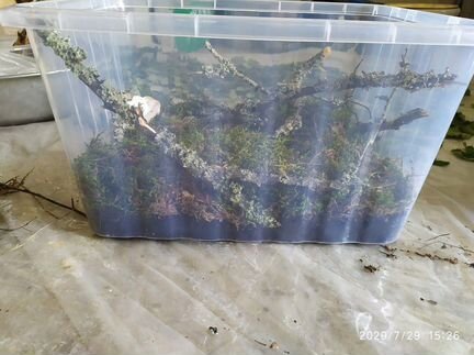 Готовый контейнер для улиток Редактировать