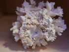 Натуральный коралл объявление продам