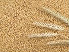Ячмень пшеница кукуруза