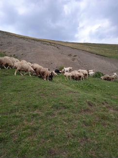Овцы бараны ягнята - фотография № 4