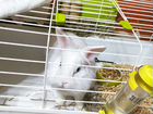Декоративный кролик с клеткой в добрые и заботливы объявление продам