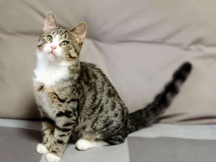 Котёнок, кот спасёныш