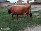 Корова объявление продам