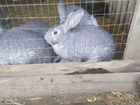 Кролики серый великан