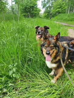 Собака в добрый дом