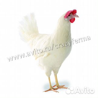 Комбикорм для кур-несушек фазовый purina (40 кг)