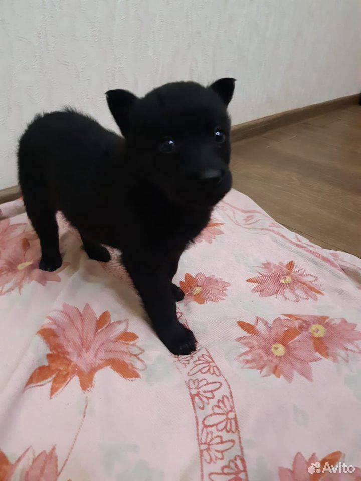 Собака