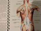 Атлас анатомии человека 1 том. Синельников объявление продам