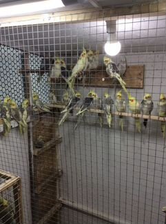 Птенцы кореллы