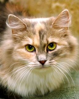 Пушинка ищет Дом