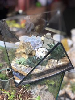 Флорариум с суккулентами и буддой, утро в Тибете