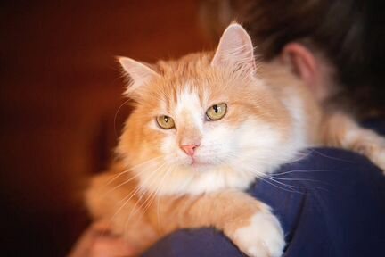 Санёк в дар