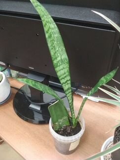 Сансевиерия