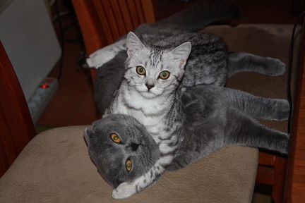 Вязка с Шотландским котом