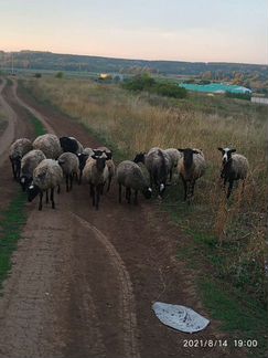 Романовские овцы - фотография № 4