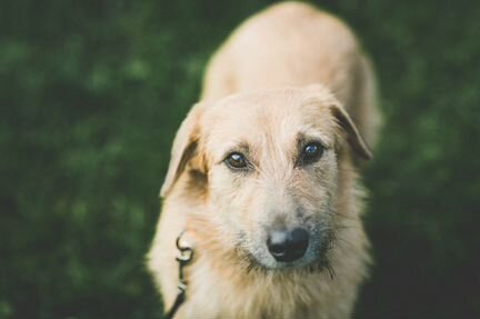 Собака Ася в добрые руки