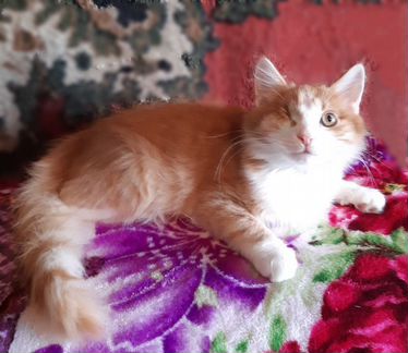 Любимчик Лёва, 4 мес., в дар