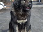 Подрощенный щенок кавказской овчарки объявление продам