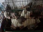 Домашнии крысы