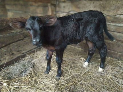 Корова с телёнком. Красно-горбатовской породы - фотография № 2