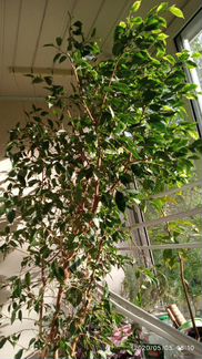 Фикус Бенджамина