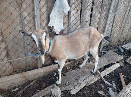 Зааненская дойная коза, козел Гоша чех 2года - фотография № 10