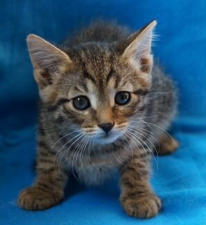 Симпатичный полосатик в дар