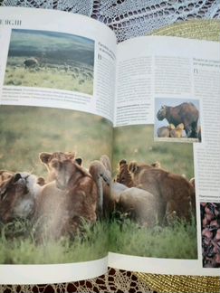 Книга альбом Секреты природы