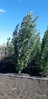 Тополь пирамидальный 3-4м