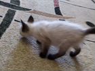 Сиамская кошка объявление продам