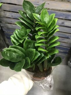 Замиокулькас Зензи